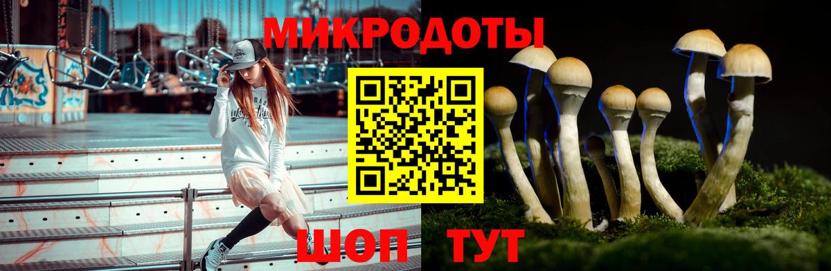 Псилоцибиновые грибы Psilocybe  где продают наркотики  Сосновоборск  Псилоцибиновые грибы Cubensis 